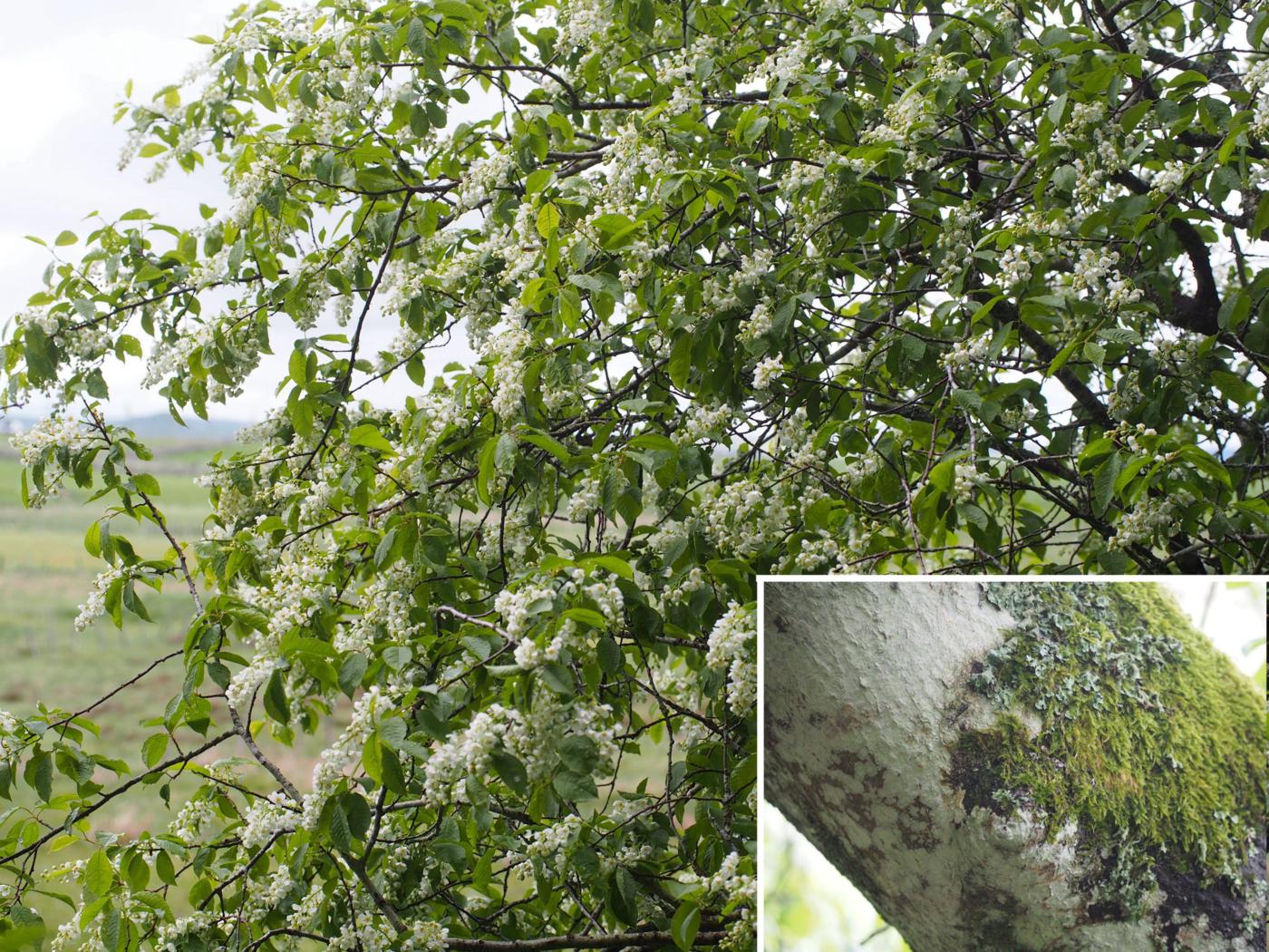 Cherry, Bird plant